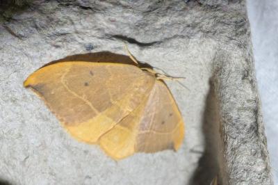 <i>Watsonalla binaria</i>