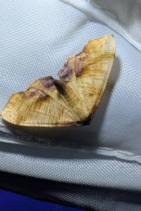 <i>Plagodis dolabraria</i>
