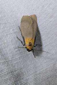 <i>Lithosia quadra</i>