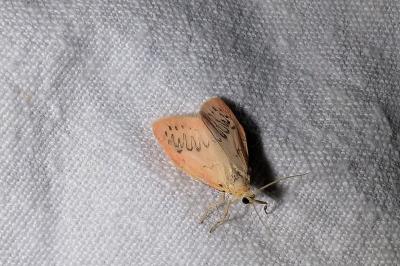 <i>Miltochrista miniata</i>
