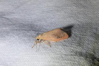 <i>Miltochrista miniata</i>