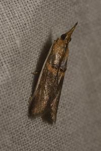 <i>Etiella zinckenella</i>