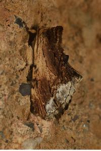 <i>Ptilodon cucullina</i>
