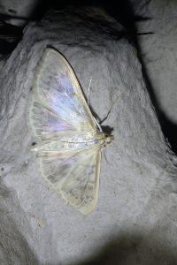 <i>Patania ruralis</i>