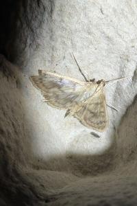 <i>Patania ruralis</i>
