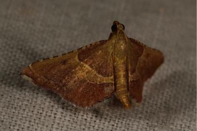 <i>Endotricha flammealis</i>