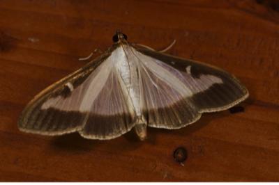 <i>Cydalima perspectalis</i>