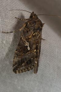 <i>Trichoplusia ni</i>