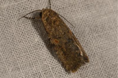 <i>Spodoptera exigua</i>