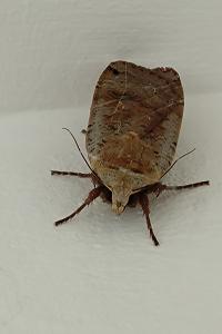 <i>Noctua</i>