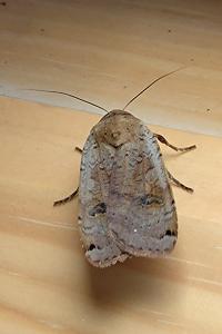 <i>Noctua</i>