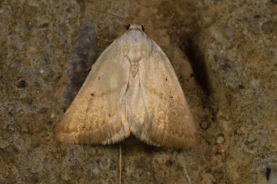 <i>Eublemma pura</i>