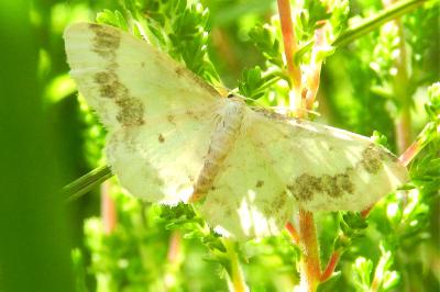 <i>Idaea trigeminata</i>