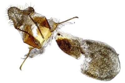 Asarta alpicolella