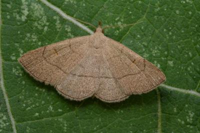 Paracolax tristalis