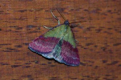 Phytometra viridaria