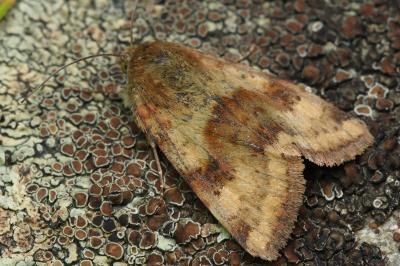 Heliothis viriplaca