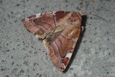 Cosmia diffinis