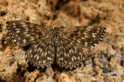 Scopula tessellaria