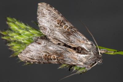 Cucullia gnaphalii
