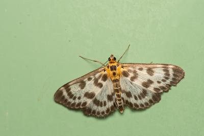 Anania hortulata