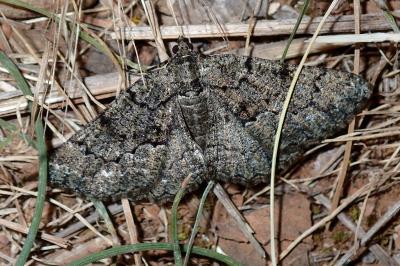 Peribatodes ilicaria