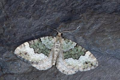 Colostygia aptata