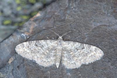 Eupithecia impurata