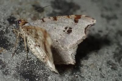 Macaria alternata