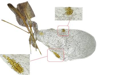Perizoma hydrata
