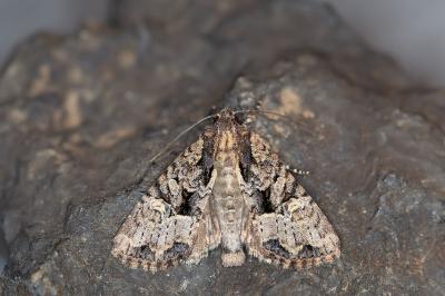 Apamea remissa