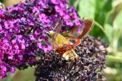 Hemaris fuciformis