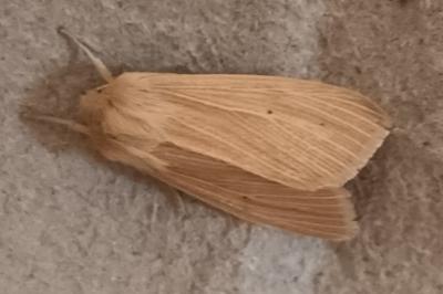 Mythimna pallens