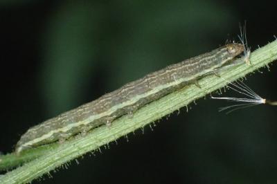 Hecatera bicolorata