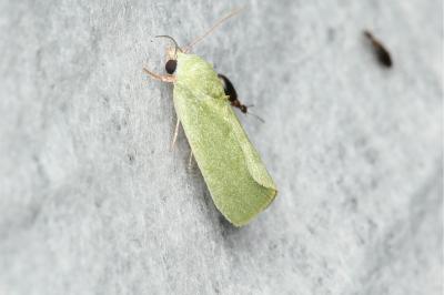 Earias insulana
