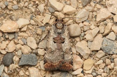 Epilecta linogrisea