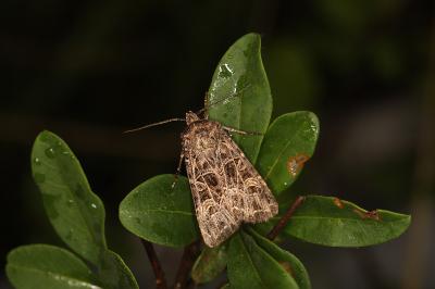 Sideridis reticulata