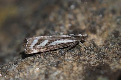 Catoptria luctiferella