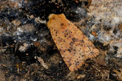 Conistra rubiginea