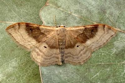 Idaea degeneraria