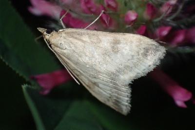 Udea nebulalis