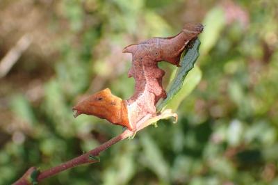 Notodonta ziczac