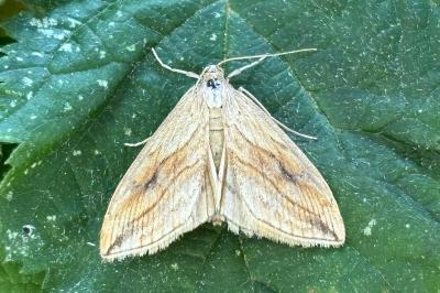 Evergestis forficalis