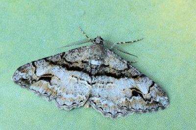 Alcis deversata