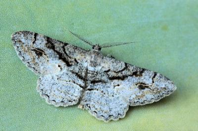 Alcis deversata