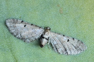 Eupithecia expallidata