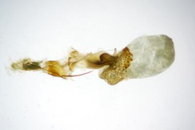 Phycita roborella