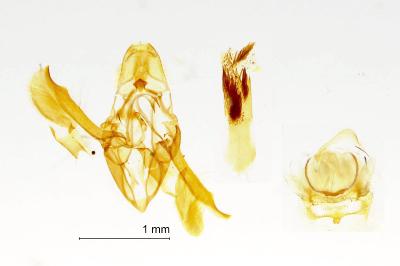 Nephopterix angustella