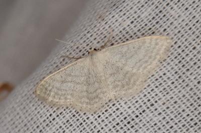 <i>Idaea subsericeata</i>