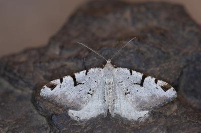 Macaria wauaria